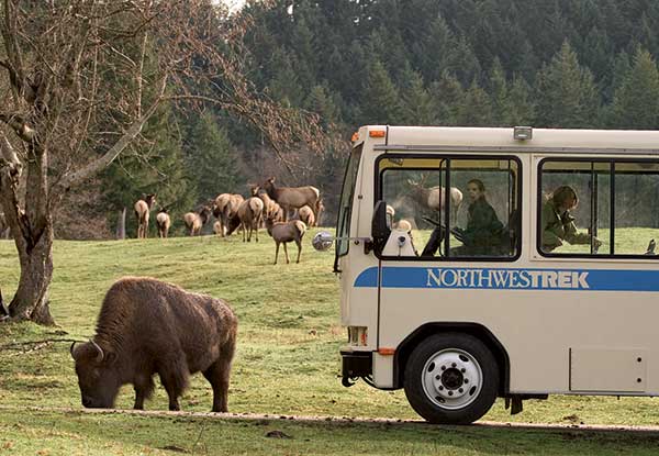 Northwest Trek - bus with bison